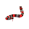 Pueblan Milk Snake Owner
