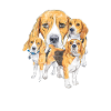 Beagle