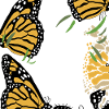 butterflies in nature