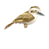 Jägerlieste Kookaburra Kingfisher Bird