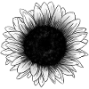 Sonnenblume