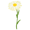 Geburtsblume April Gänseblümchen