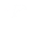 Dolphin Heartbeat
