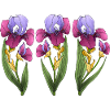 Fleur