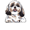 I Shih Tzu Pas