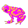frog