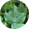 Efeu