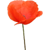 Mohnblume Mohn Klatschmohn