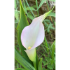 Calla
