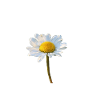 Daisies Marguerite Daisies