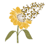 Sunflower Butterfly Women Girls