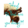 A cat that says Hey