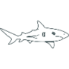 Very long Great white shark