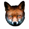 Fuchs Rotfuchs Tierisch Tiermotiv Kinder