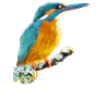 Kingfisher