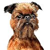 Brussels Griffon