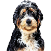 Bernedoodle