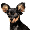 Russian toy terrier