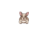 Frenchie Dad