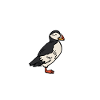 Puffins fly underwater Ice divers