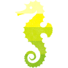 Hippocampe