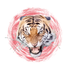 Wild Tiger - Wild Hissing - Wilderness