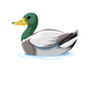 Funny duck hunting duck hunter