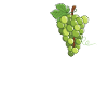 Dear Green Grapes