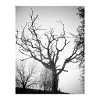 Full moon tree