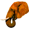 elephant head