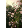 Rosen2