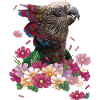 The cacique parrot