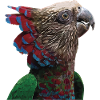 The cacique parrot