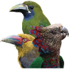 Toucans and parrot