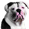 Bulldog Anglais 2