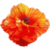 Poppy - red beauty