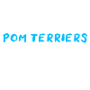 Pom Terrier