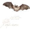 Nymph bat