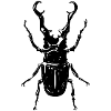 Beetle with margin
