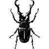 Escarabajo
