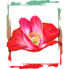 Love matters red poppy Valentine's Day