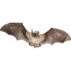 Nymph bat single