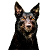 Australian Kelpie