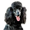 Caniche 3