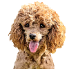 Poodle 1