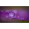 drop