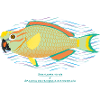 Parrotfish / Hybrid