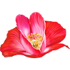Heart shaped red poppy