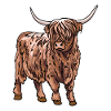 Highland Cow