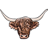 Highland Cow Head